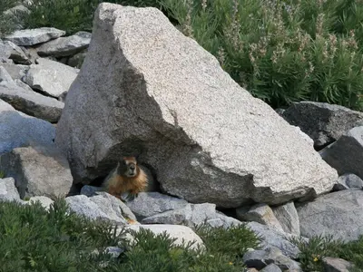 Marmota flaviventris yellowBelliedMarmot atHome
