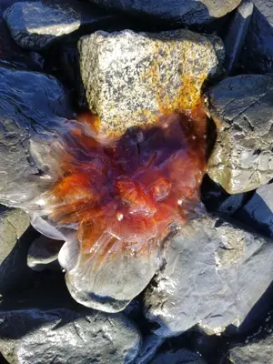 Hyperia galba 158526010