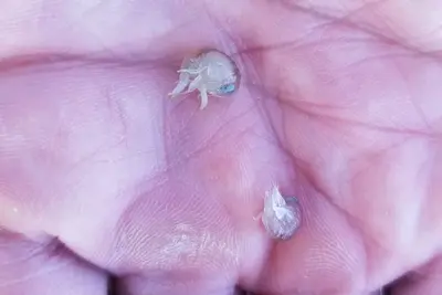 Hyperia galba 158525919