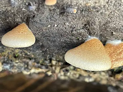 Crepidotus calolepis 307523280