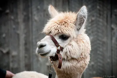 Alpaca in Drummondville