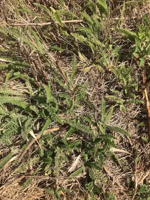 Plants in Dry Grass 1 2020-09-09
