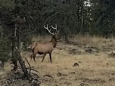 wondering into the campground