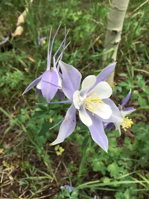 Aquilegia coerulea - Matt Berger 02