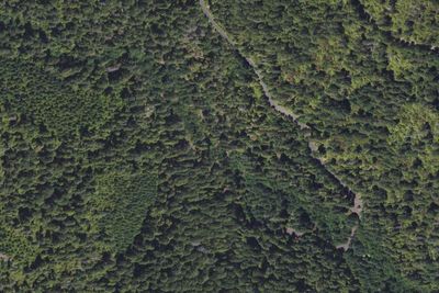 Camp site