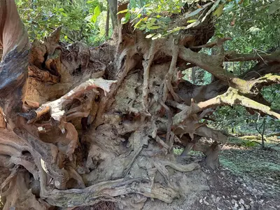 2025-08-09 17 26 47 Roots of a fallen Coast Redwood in the Redwood Grove within Henry Cowell Redwoods State Park in Felton, Santa Cruz County, California