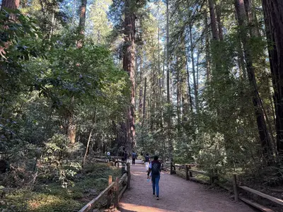 2025-08-09 17 27 07 View along the Redwood Grove Trail within Henry Cowell Redwoods State Park in Felton, Santa Cruz County, California