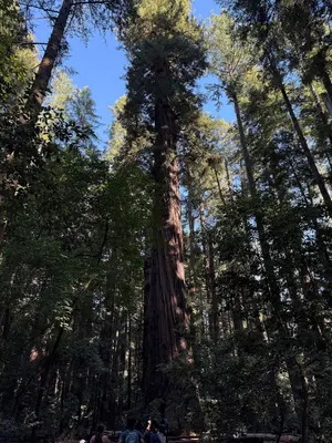 2025-08-09 17 27 25 View through the Redwood Grove from the Redwood Grove Trail within Henry Cowell Redwoods State Park in Felton, Santa Cruz County, California