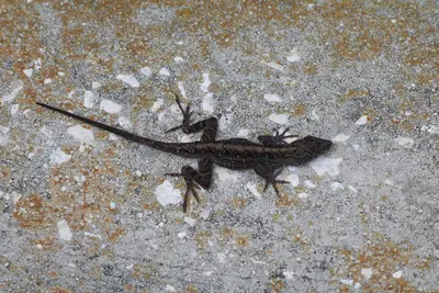 Anolis sagrei on pavement