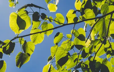 Leaves - William O'Brien State Park, Minnesota (34646142830)