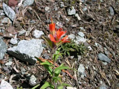 Flickr - brewbooks - Castilleja hybrid alongside Carbon Glacier