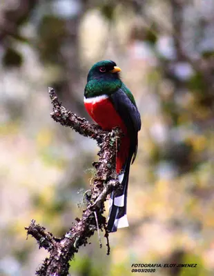 Trogon mexicanus 63199130