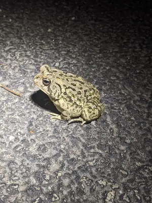 Fowler's toad (Anaxyrus fowerli)