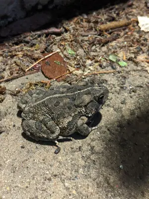North American Toad