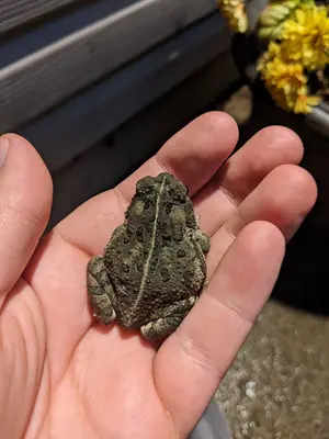Anaxyrus sp