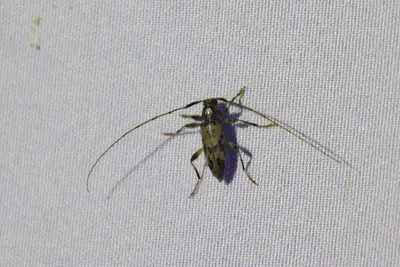 Lepturges pictus 138365733