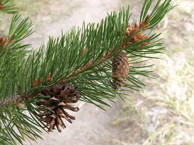 Lodgepole Pine Pinus contorta ssp. murrayana, near Mammoth Lakes, Sierra Nevada, CA (16594873130)