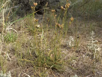 Congdon horkelia, Horkeliella congdonis (16756392746)