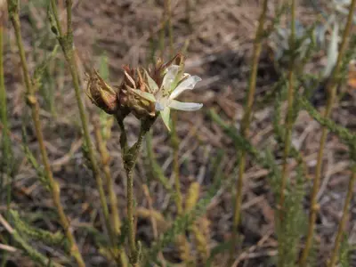 Congdon horkelia, Horkeliella congdonis (16159938794)
