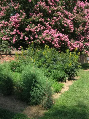 Botanical Garden, Mount Vernon, Near Alexandria, Virginia (2730202255)