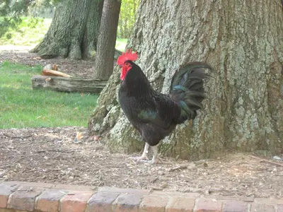 Rooster, Mount Vernon, Near Alexandria, Virginia (2731027384)