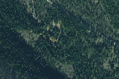 Tamarack 002a