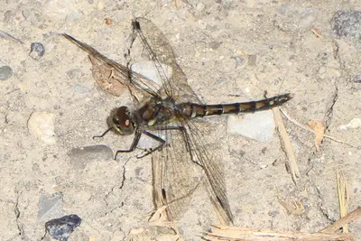 Black Meadowhawk - Sympetrum danae, Scott's Lake Hill, Alberta (36941727065)