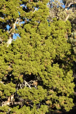 Juniperus osteosperma White - Inyo Range
