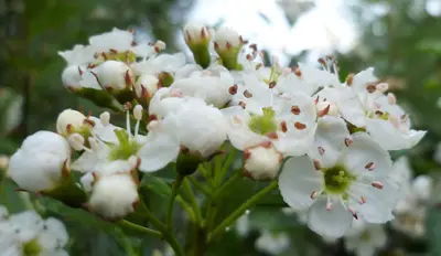 Crataegus douglasii var. douglasii