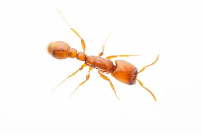 Neivamyrmex leonardi