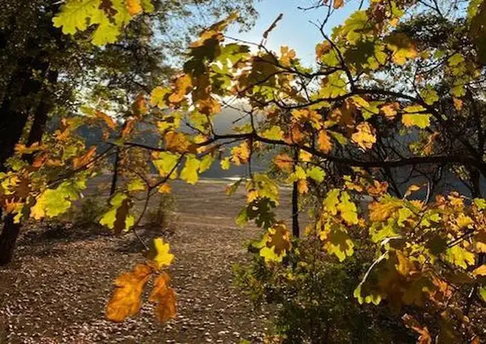 Gregory Creek in the Fall
