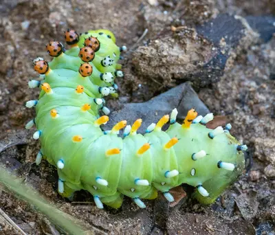 Hyalophora gloveri 307426512