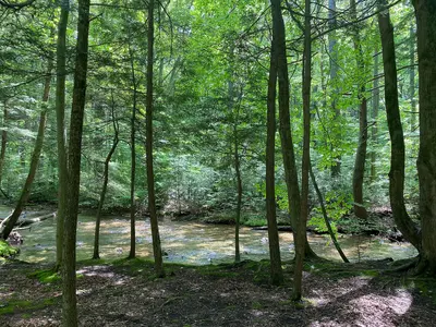 Fowler's Hollow