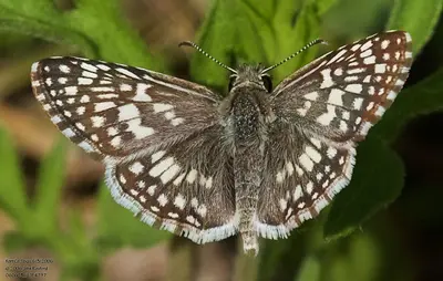 Burnsius philetas 161980602