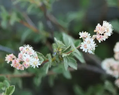 Creambush flower detail pinkish