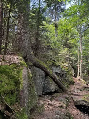 2025-07-21 13 38 30 View west along the Wittenberg-Cornell-Slide Trail (Burroughs Range Trail) descending the west side of Cornell Mountain in Shandaken, Ulster County, New York