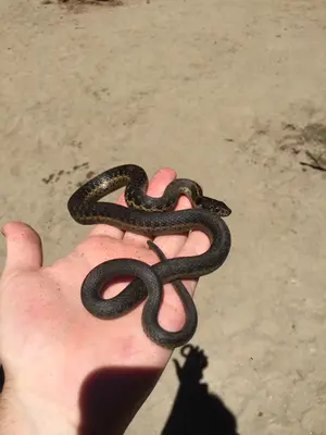 Sierra garter snake handled