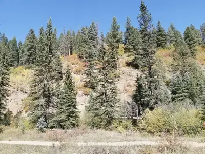 Fall colors change on the hillside with green conifers surrounding it.