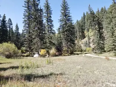 A meadow with spruce and changing fall colors from shrubs in the campground.