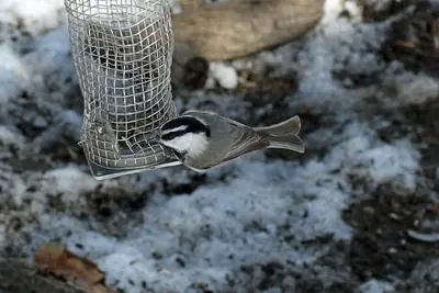 Mountain Chickadee - Flickr - GregTheBusker