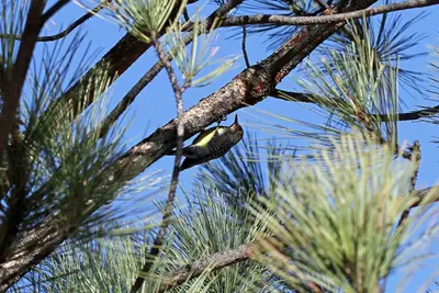 Williamson's Sapsucker - Flickr - GregTheBusker (1)