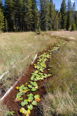 Small creek (3943881301)