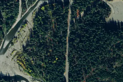 Big Firs