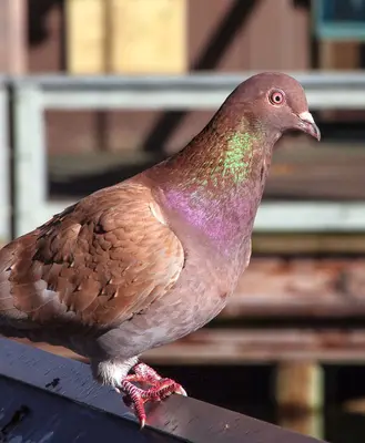 Iridescent Pigeon (8459929397)