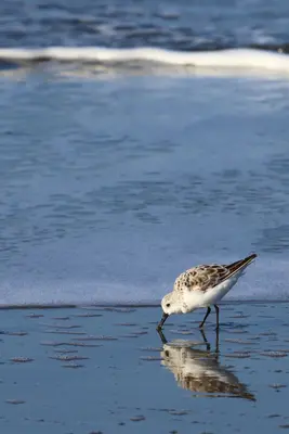 Calidris alba - Flickr - Don McCullough