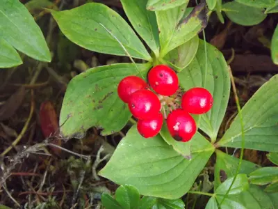 Berries - panoramio (1)