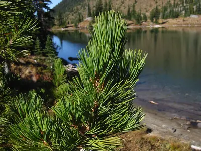 WhitebarkPine 7460