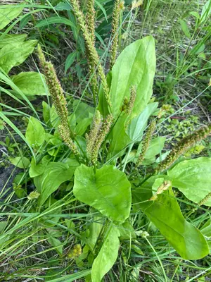 Plantago major 213242720