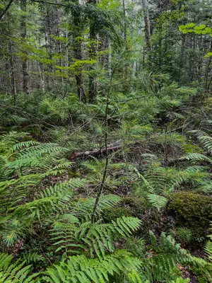 Big Dam Lake Trail - Kejimkujik National Park 1