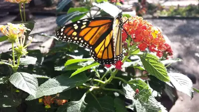 Monarch Butterfly